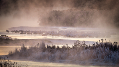 丹頂は寝ている