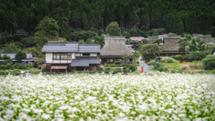 かやぶきの里と蕎麦畑