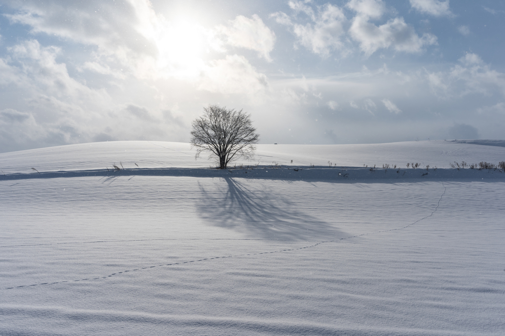 小雪舞う朝に