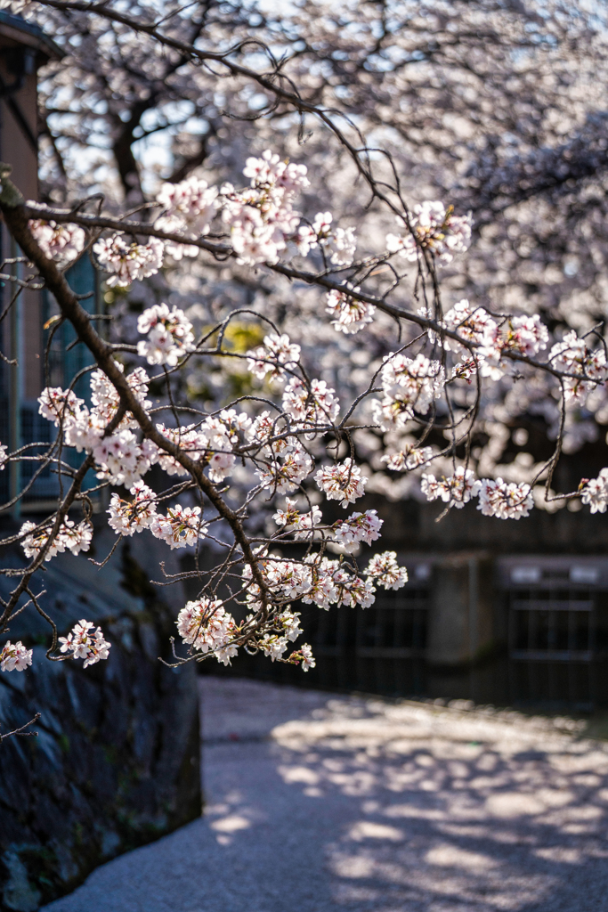 哲学の道花筏3