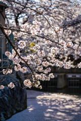 哲学の道花筏3