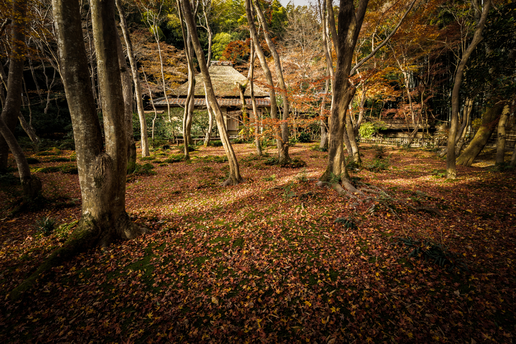 秋の祇王寺