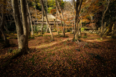 秋の祇王寺