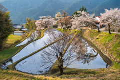 三多気の桜2