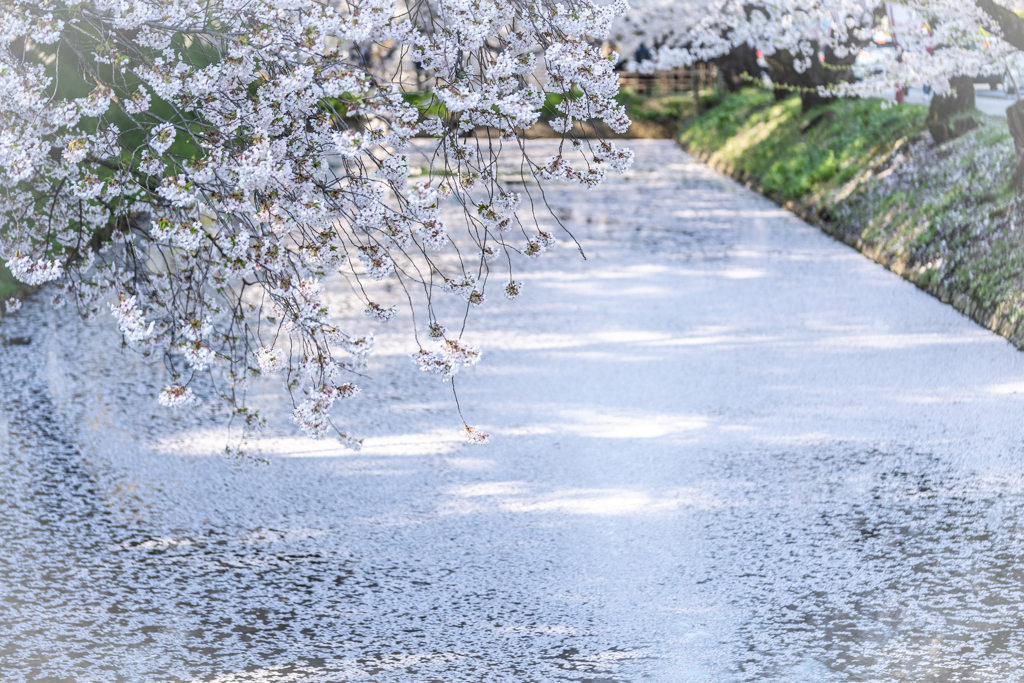 弘前桜事情13