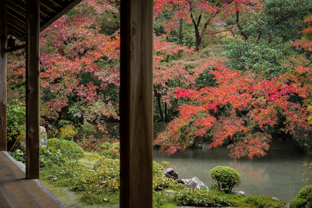 秋の蓮華寺1