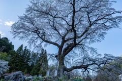 黒船桜