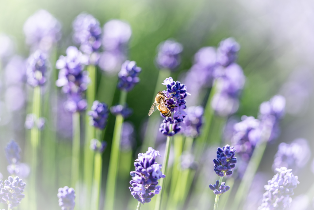 蜂とラベンダー2