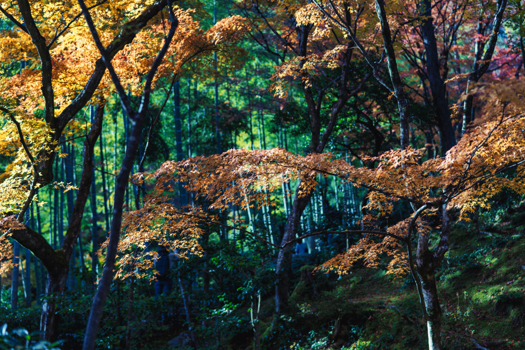 秋の常寂光寺4