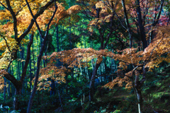 秋の常寂光寺4