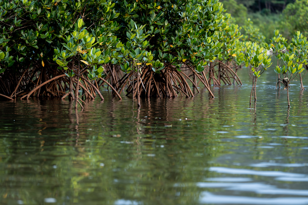 マングローブ見に行こう3