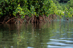 マングローブ見に行こう3