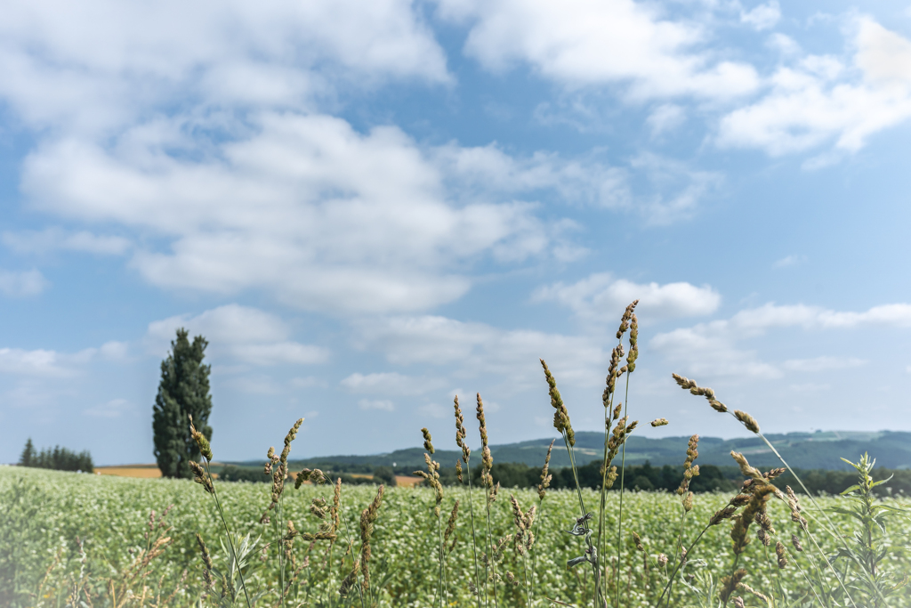 ケンとメリーと白い雲2
