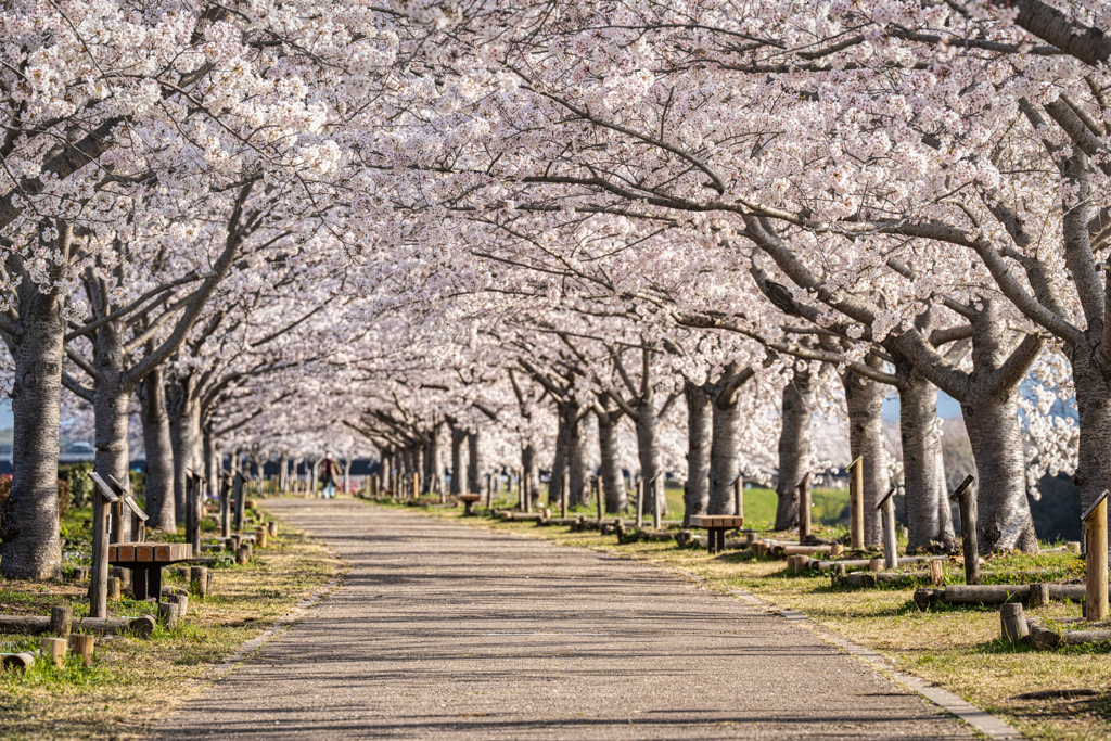 おの桜づつみ回廊2