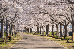 おの桜づつみ回廊2