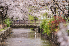 木屋町散歩2
