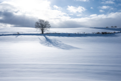 雪原の影