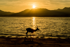 鹿と夕日と
