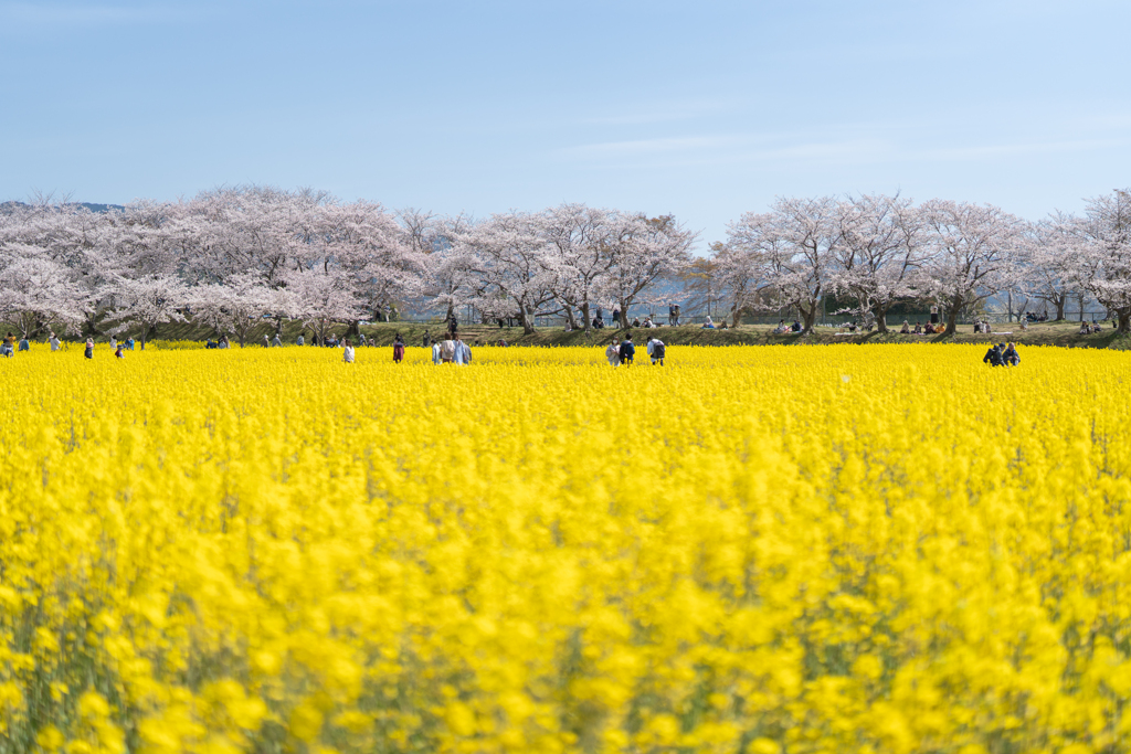 藤原宮跡1
