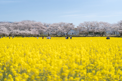 藤原宮跡1