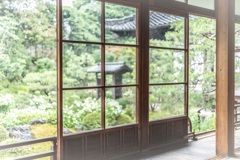 半夏生の庭2