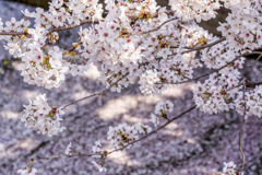 哲学の道花筏1