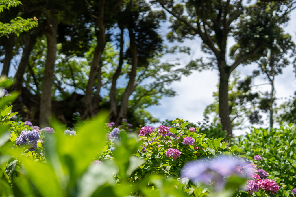 下田の紫陽花6