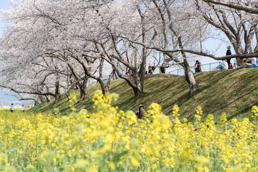 藤原宮跡5