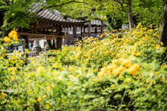 松尾大社1