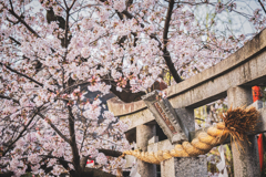 祇園白川3