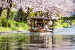 桜の季節がやってきた11