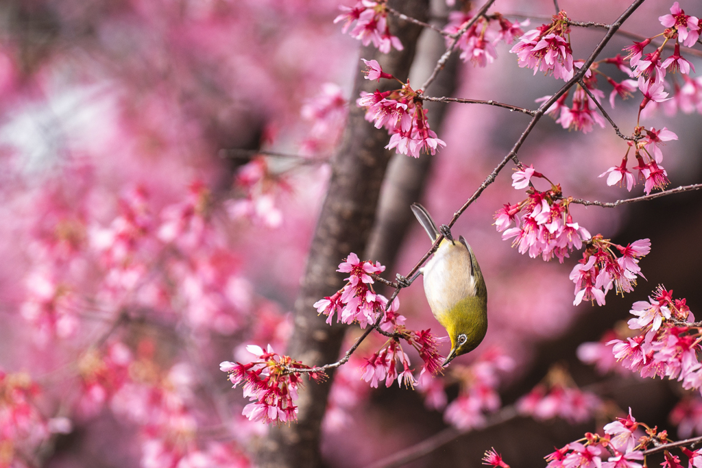 桜とメジロ4