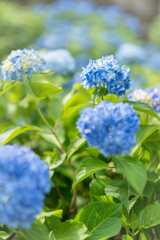 紫陽花