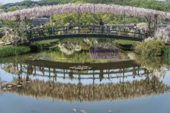 あしかがフラワーパーク3