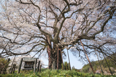醍醐桜