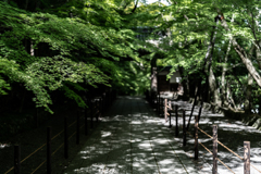 緑の光明寺