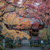 常寂光寺3