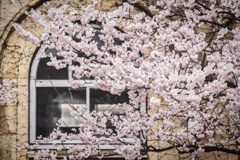 旧成徳中学校