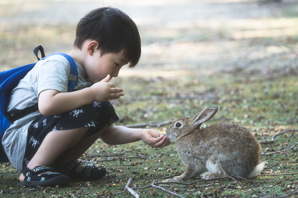 Boy Meets A Rabbit