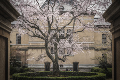 京都府庁旧本館1