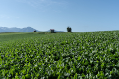 緑の大地と青い空