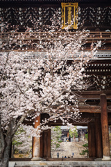 金戒光明寺