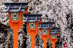 桜の季節がやってきた1