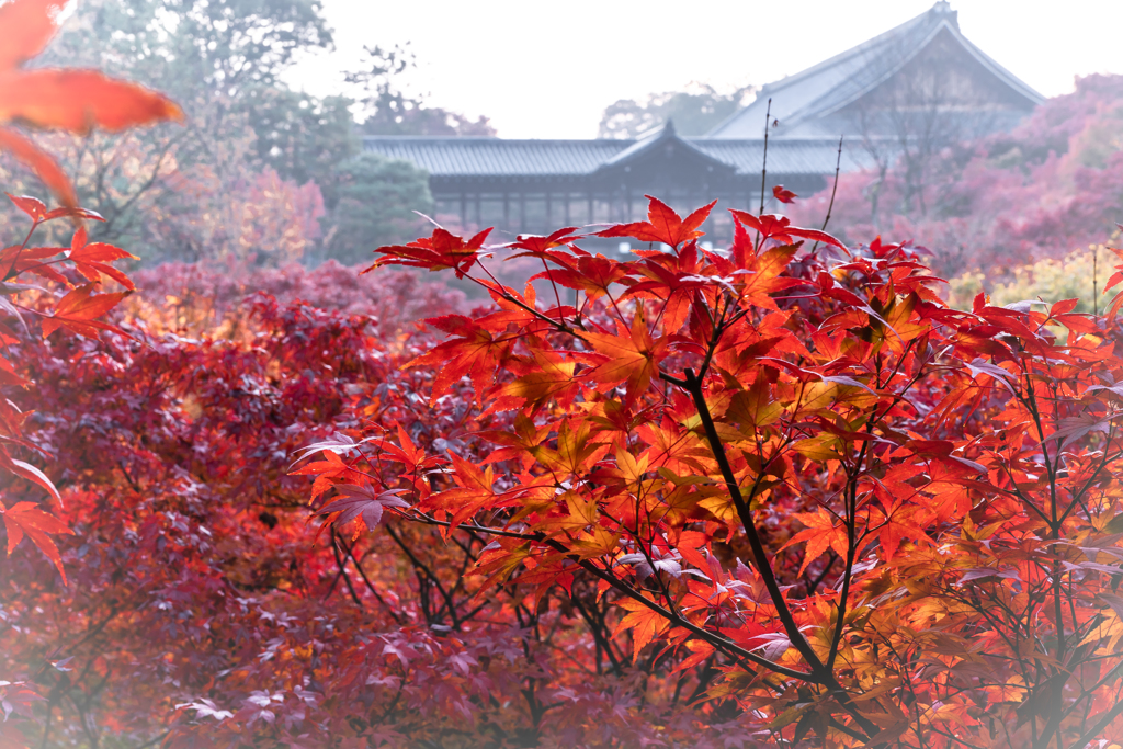 秋の東福寺