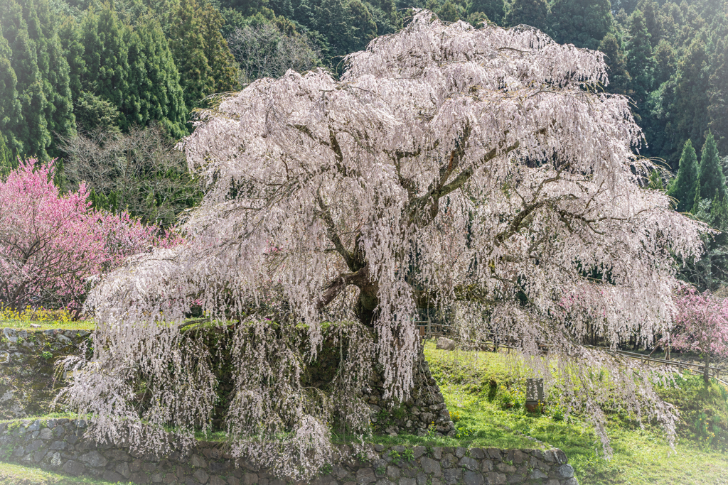 又兵衛桜