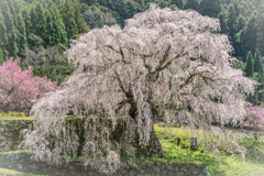 又兵衛桜
