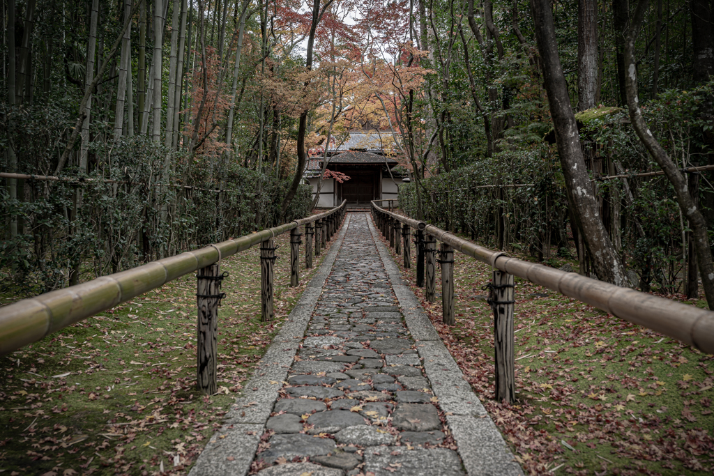 秋の高桐院1