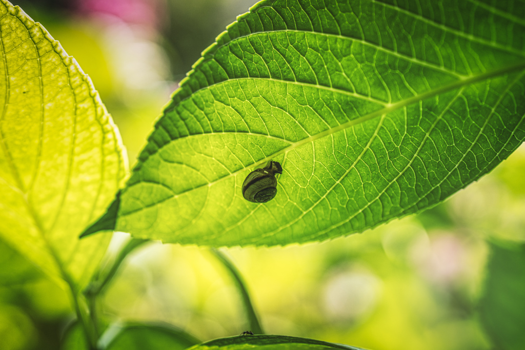 葉っぱの裏側