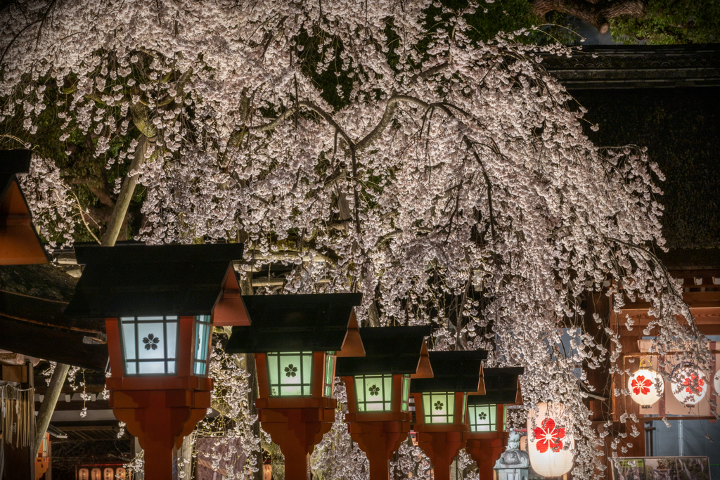 夜の平野神社1