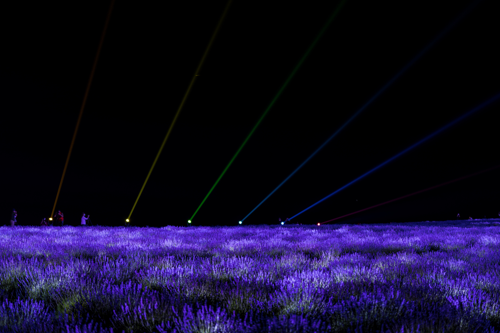 ラベンダーフェスタ